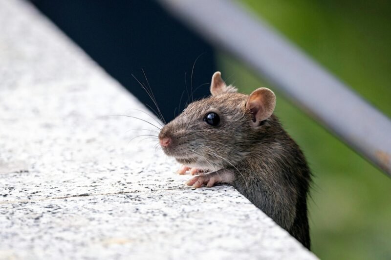 Modern Pest Solutions