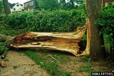 Arborwright Tree Care